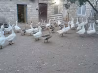 Geese — الصورة 1