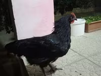 Chickens — الصورة 1