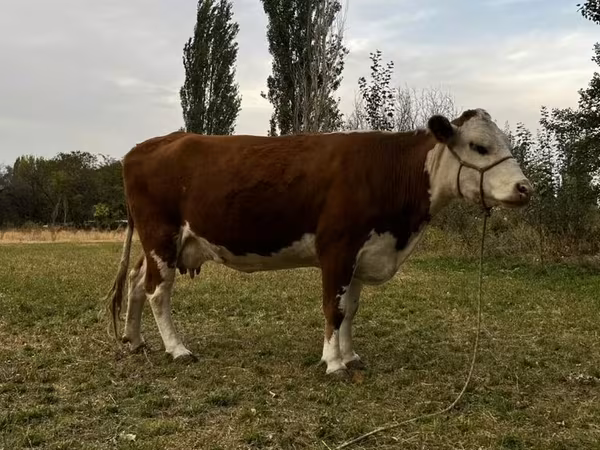 Sigir, Simmental cattle