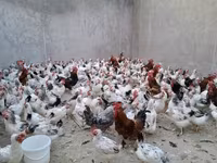 Chickens — photo 2