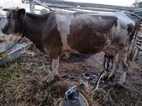Уй, Симментал тукуму — сүрөт 3