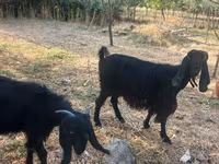 Keçi, Keçilər — foto 1