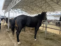 घोड़ा, Horse breed — फ़ोटो 2