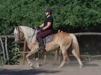 घोड़ी, Haflinger — फ़ोटो 2