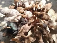 डोमेस्टिक मस्कोवी — फ़ोटो 3