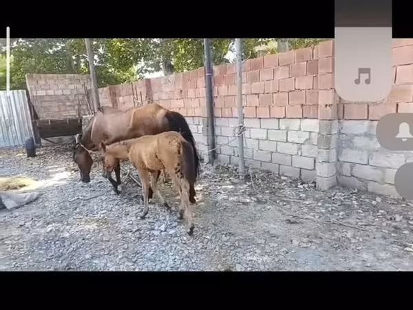 Madyan, Atlar — Azərbaycan