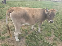 Cow, Brown Mountain — photo 3