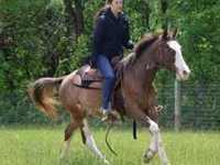 公马, Pinto horses — 照片 6
