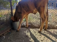 Skot (série, pohlaví neuvedeno), Simmental cattle — foto 2
