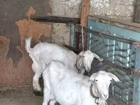 Koza, Kozy — zdjęcie 4