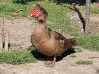 Ducks — photo 1