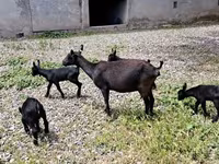 Dişi keçi, Murcia-Granada goats — foto 6