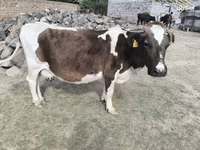 गाय, एबरडीन - एंगस — फ़ोटो 2