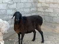Qoyunlar (partiya, cinsi göstərilməyib), Qoyunlar — foto 4