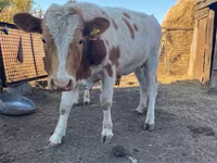 Buğa, Simmental cattle — foto 2