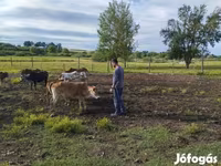 Touro, Zebu — foto 7