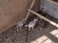 Chickens — photo 6
