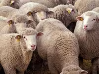 كبش, الأغنام — الصورة 2