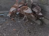 Burbon Qırmızı — foto 3