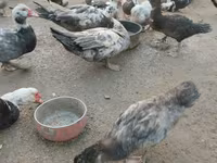 Ducks — Foto 5