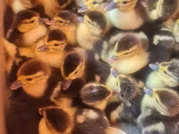 Ducks — photo 1