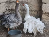 Geese — 照片 2