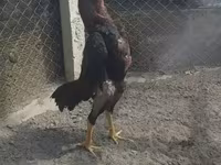 Malay Game — foto 1