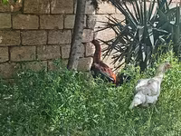 Chickens — Foto 3