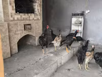 Chickens — zdjęcie 5
