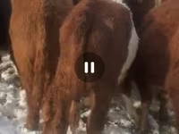 Bull, Cattle — photo 5