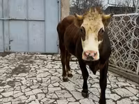 بقرة, Simmental cattle — الصورة 2