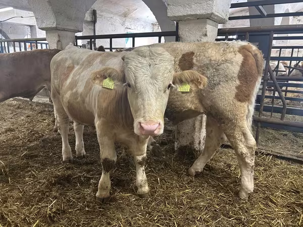 ثور, Simmental cattle