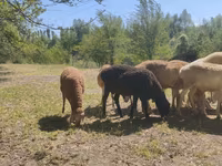 Widder, Afghan Arabi sheep — Foto 5