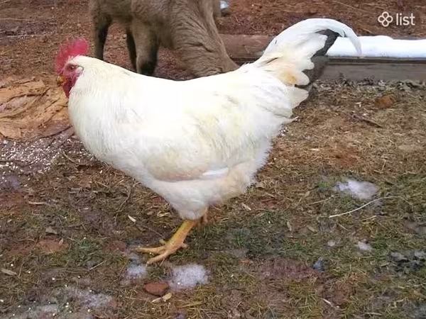 Chickens — أرمينيا
