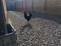 Chickens — 照片 4