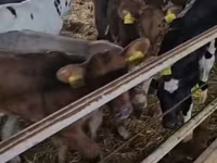 Cattle (batch, sex not specified), Cattle — photo 6
