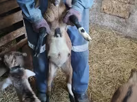 Keçi, Nubian Goat — foto 2