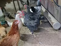 Chickens — photo 3