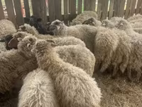 Owce (partia, płeć nieokreślona), Suffolk sheep — zdjęcie 3