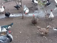 Domestic Muscovy — photo 6