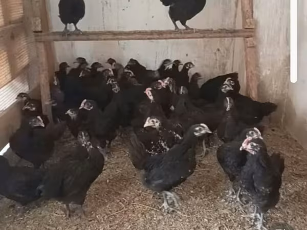 Chickens — Azerbaijan
