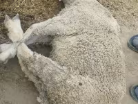 Qoç, Qoyunlar — foto 4