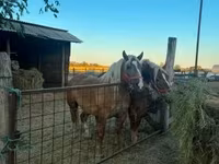 Klisna, Hungarian horse breed — foto 3