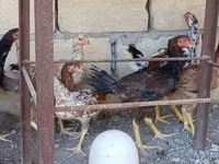 Chickens — foto 2