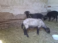 Keçilər (partiya, cinsi göstərilməyib), Keçilər — foto 6