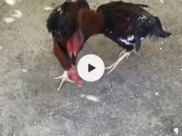 Chickens — photo 2