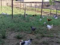 Chickens — photo 6