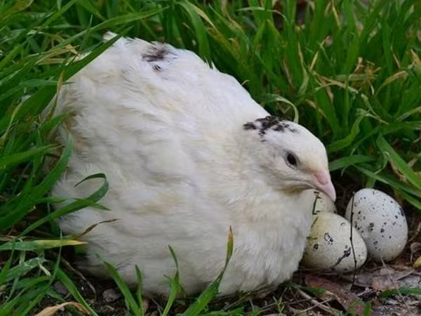 Ağ