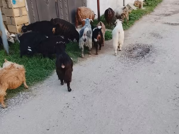 Sheep (batch, sex not specified), Sheep — Azerbaijan