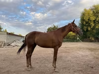 Madyan, Canadian horse breed — foto 2